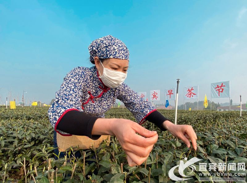 二月茶香迎春来_宜宾早茶网上购