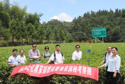 湘品出湘_港媒高层茶界名流对话湖南红茶