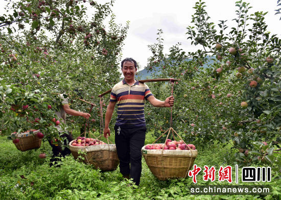 “摇钱果”挂满枝头_“苹果之乡”欢迎八方来客