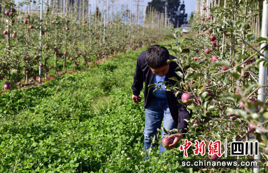 “摇钱果”挂满枝头_“苹果之乡”欢迎八方来客