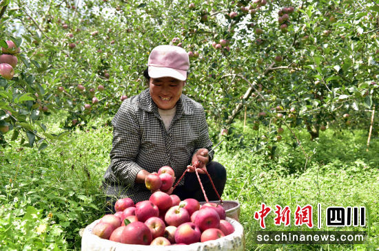 “摇钱果”挂满枝头_“苹果之乡”欢迎八方来客