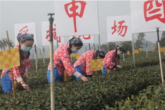 茶香溢宜宾！四川宜宾早茶开园采摘