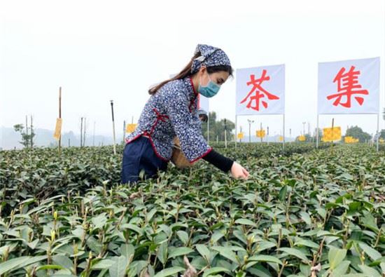 茶香溢宜宾！四川宜宾早茶开园采摘