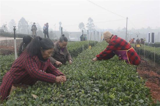 茶香溢宜宾！四川宜宾早茶开园采摘