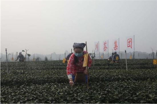 茶香溢宜宾！四川宜宾早茶开园采摘