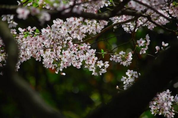 美丽昆山：一座生态宜居的“如画城市”