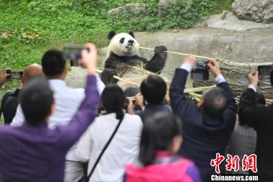 海外华媒在川“趣逗”大熊猫。 张浪 摄